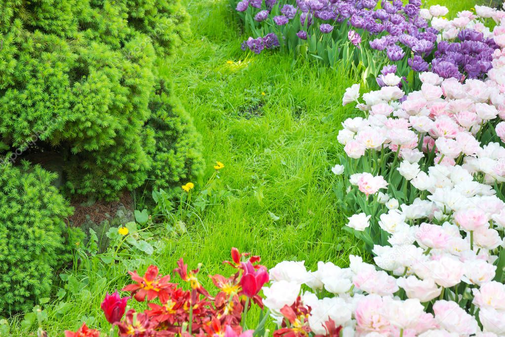 Flowerbed with tulips in green park