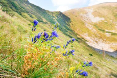 Dağlarda mavi kır çiçekleri buketi