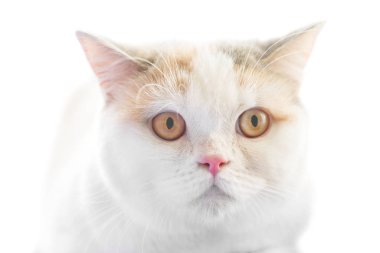 Beyaz arka plan üzerinde izole iri sarı gözlü beyaz İskoç düz purebred kedi