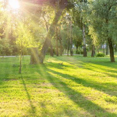 Güzel güneşli park, yeşil çimen ışık ışınları ile