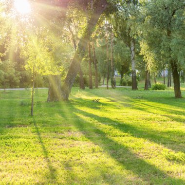 Beautiful sunny park with light beams at green grass clipart