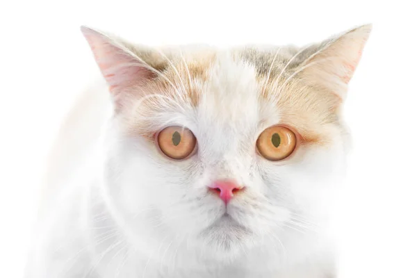 Λευκό Σκωτίας Ευθεία Καθαρόαιμος Γάτα Μεγάλα Κίτρινα Μάτια Που Απομονώνονται — Φωτογραφία Αρχείου