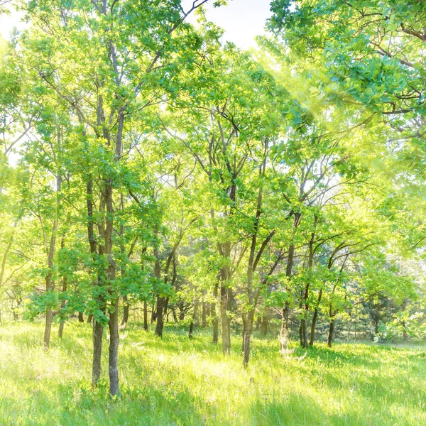 Krajina Zeleným Lesem Krásnou Přírodou — Stock fotografie