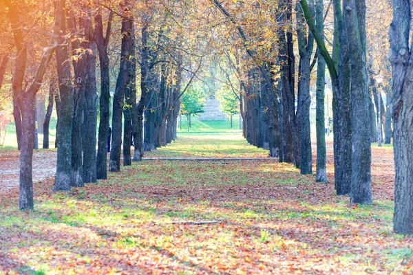 Centralną Aleją Jesień Park Drzewami Opadłych Liści Kolorowe — Zdjęcie stockowe