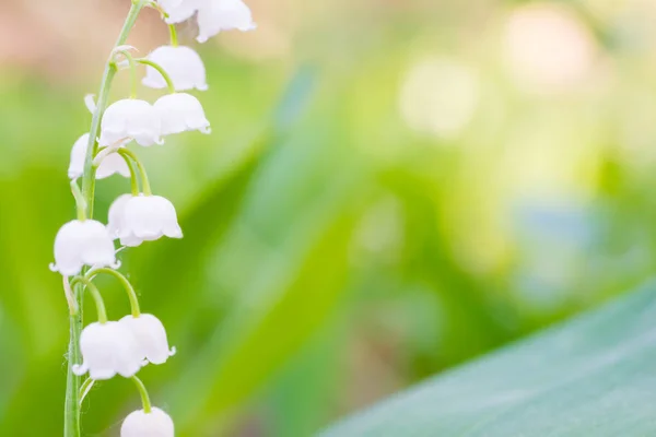 Wild White Flowers Lily Valley Macro Shot — Stock Photo, Image