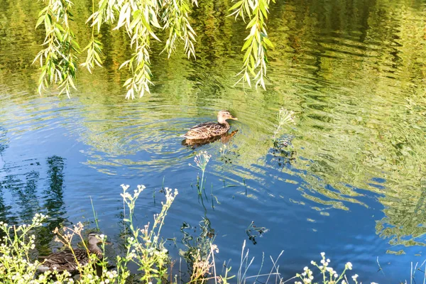 Small duck at calm water with green reflection