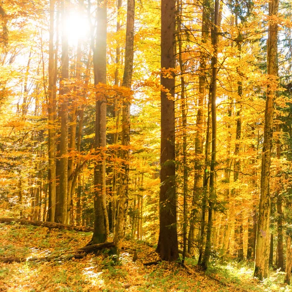 Morgon Skogen Höst Orange Nedfallna Löv Och Solen Skiner Genom — Stockfoto