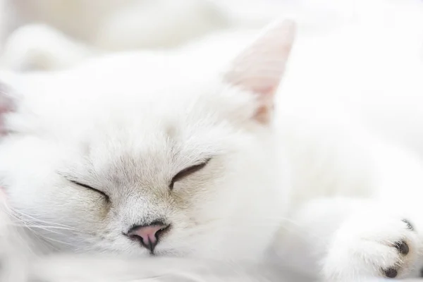 Blanco Durmiendo Escocés Recto Pura Raza Gato Sobre Suave Blanco — Foto de Stock