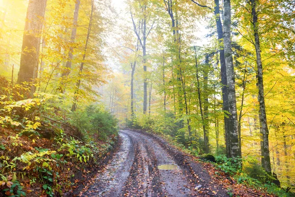 Straße Herbstlichen Wald Mit Bunten Gelben Und Orangefarbenen Bäumen — Stockfoto