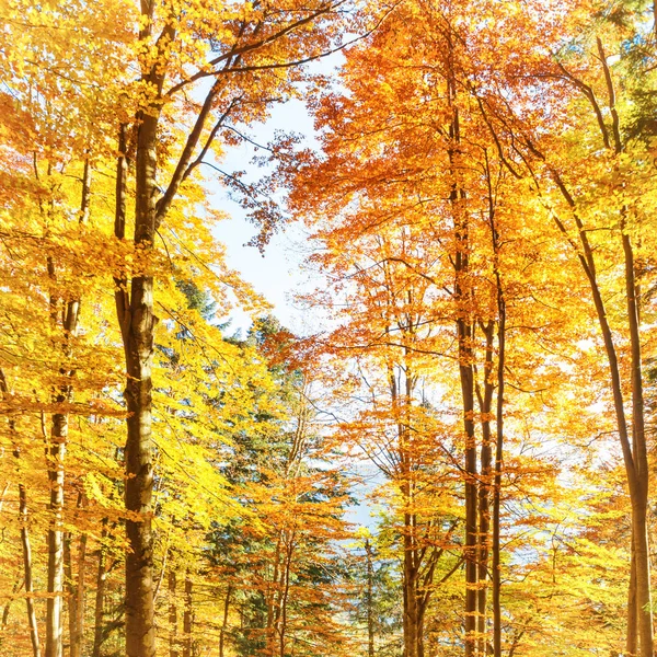 森の中に落ちる 赤の葉とオレンジの木 — ストック写真