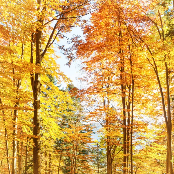 Vallen Het Forest Sinaasappelbomen Met Rode Bladeren — Stockfoto