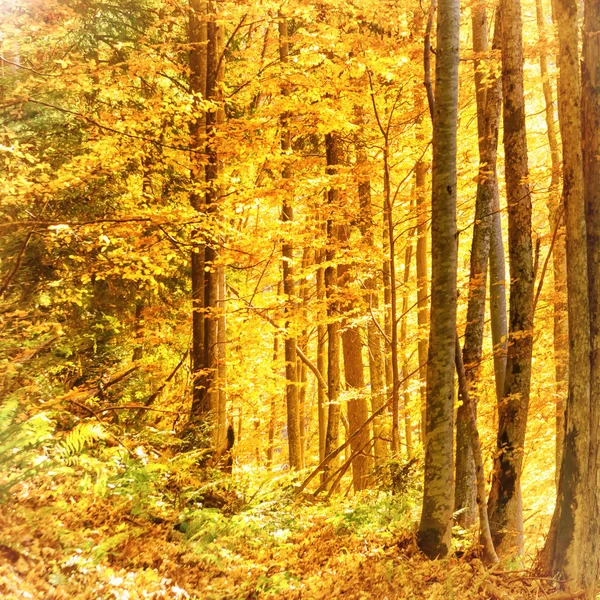 Reggel Őszi Erdő Narancssárga Lehullott Levelek Nap Süt Fák — Stock Fotó