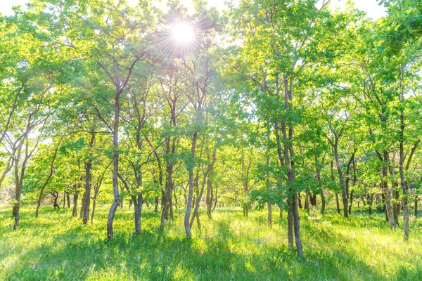 Landschaft Mit Grünem Wald Und Schöner Natur — Stockfoto