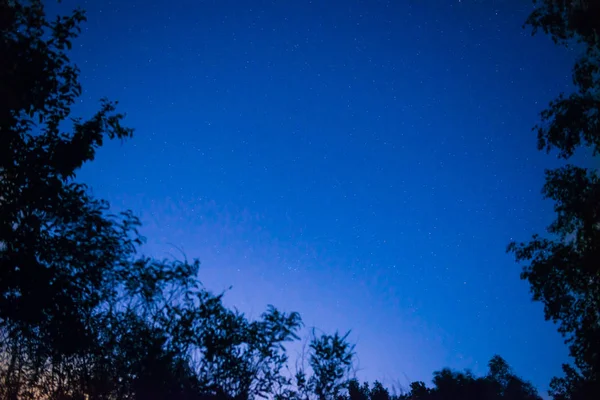 以明亮的星辰为空间背景的深蓝色森林夜空 — 图库照片