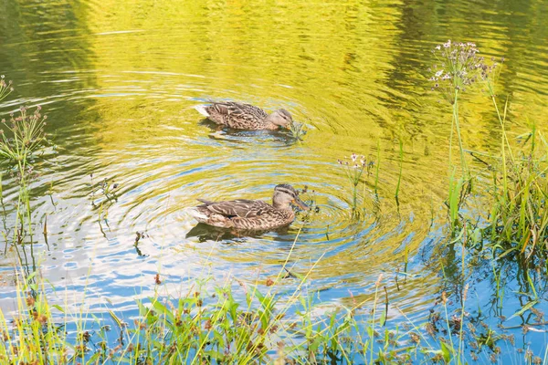 緑色の反射と穏やかな水に 羽のカモ — ストック写真