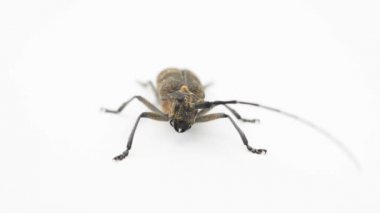 Longhorn böceği veya longicorn Cerambycidae beyaz arka plan üzerinde izole