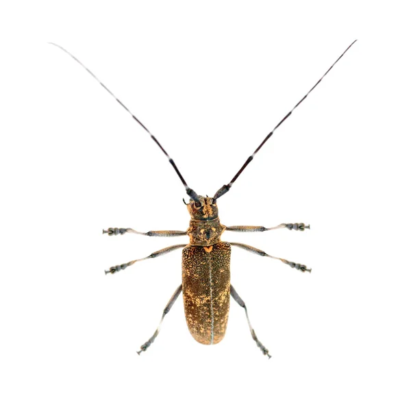 Besouro Longhorn Longicorn Cerambycidae Isolado Sobre Fundo Branco — Fotografia de Stock