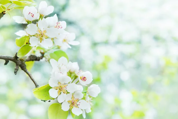 Poirier Fleuri Fleurs Blanches Fond Vert — Photo