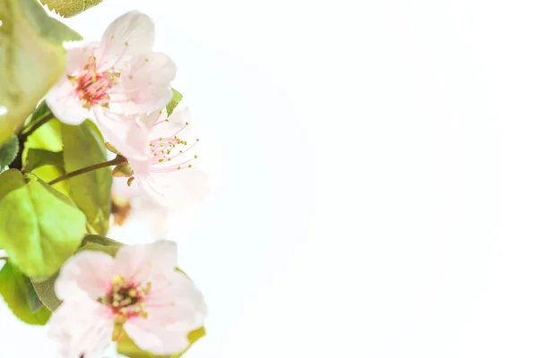 Flores Ameixa Rosa Com Folhas Verdes Isoladas Fundo Branco — Fotografia de Stock
