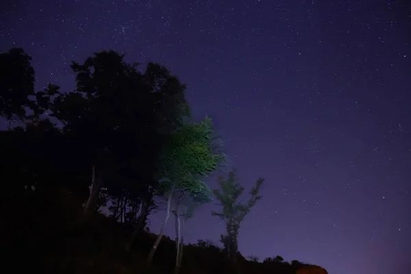 在森林中的大树在蓝色的黑暗天空与许多明亮的星星 — 图库照片