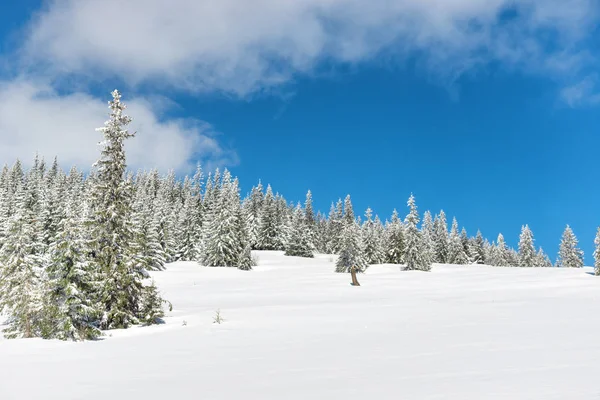 Pini Invernali Nella Neve Con Cielo Azzurro — Foto Stock