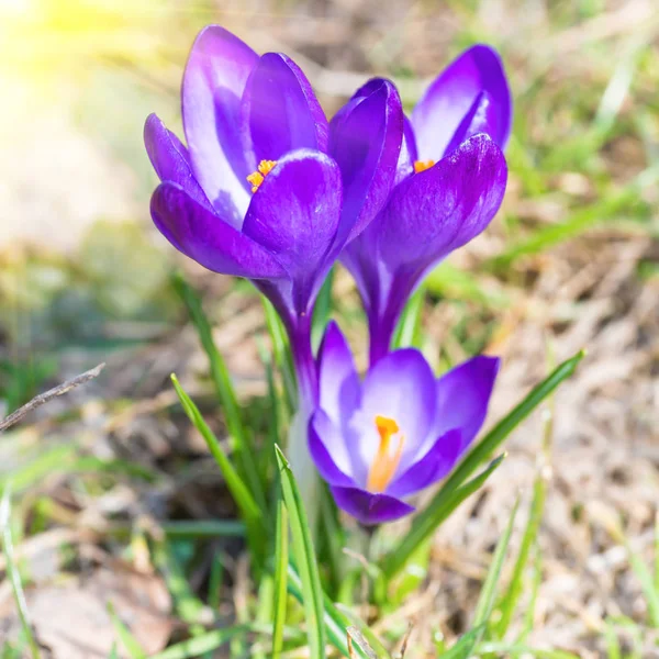 Campo Con Flores Violetas Primavera Azafranes Con Fondo Suave —  Fotos de Stock