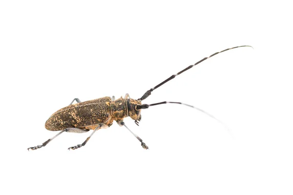 Escarabajo Longhorn Cerambycidae Longicornio Aislado Sobre Fondo Blanco — Foto de Stock