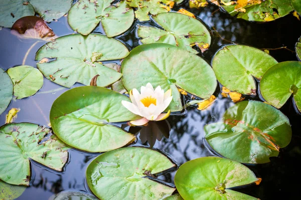白花百合与格伦叶在池塘 — 图库照片