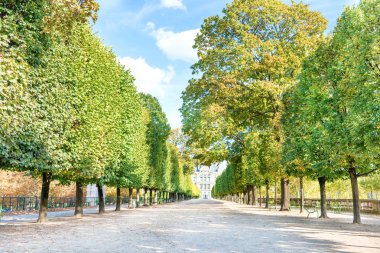 Alley with green trees in Tuileries garden in Paris, France clipart