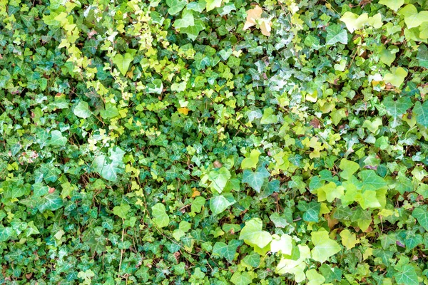 Grüne Blätter Textur Für Natur Hintergrund — Stockfoto