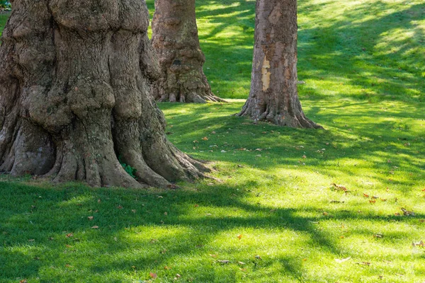 Μεγάλο Δέντρο Στο Καταπράσινο Πάρκο Λαμπρό Ήλιο — Φωτογραφία Αρχείου