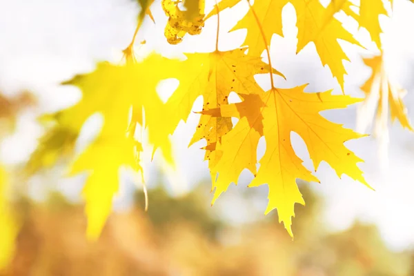 Yellow Autumn Maple Leaves Soft Blur Background Closeup Macro Shot — Stock Photo, Image