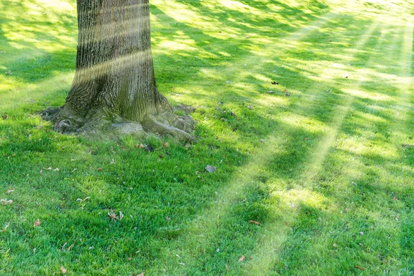 輝く太陽の光と緑豊かな公園の大きな木 — ストック写真