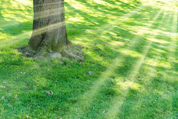 Wielkie Drzewo Parku Porośniętym Padające Promienie Słońca — Zdjęcie stockowe