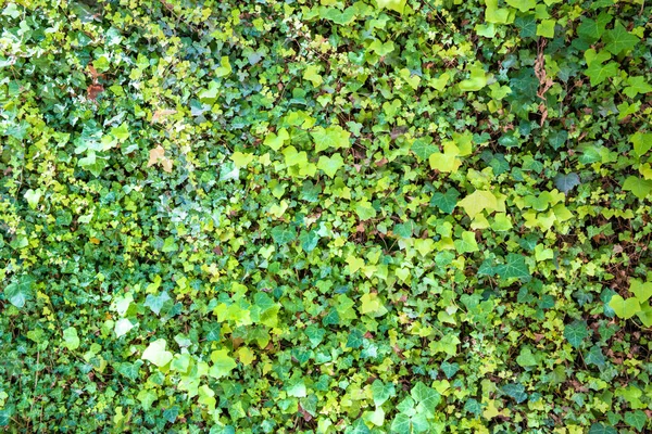 Zöld Levelek Természet Háttér Textúra — Stock Fotó