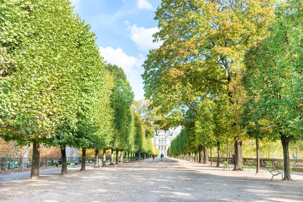 Allée Avec Arbres Verts Dans Jardin Des Tuileries Paris France — Photo