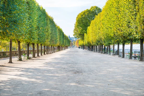 Allée Avec Arbres Verts Dans Jardin Des Tuileries Paris France — Photo