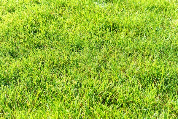 Green Grass Texture Nature Background — Stock Photo, Image