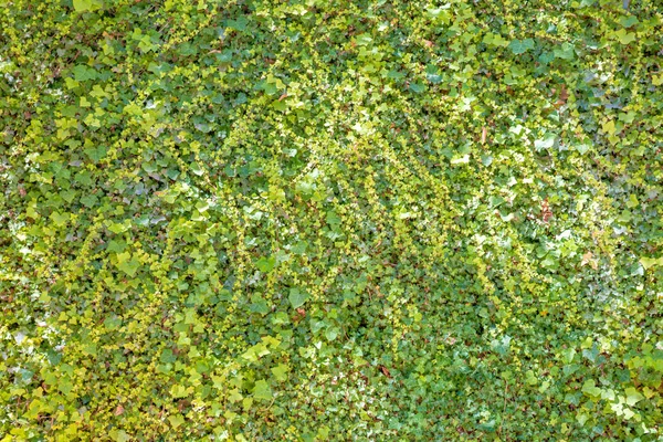 Grüne Blätter Textur Für Natur Hintergrund — Stockfoto