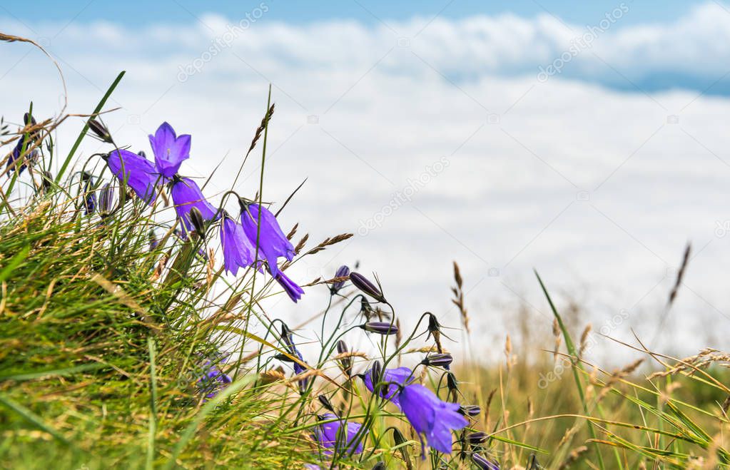 Blue flowers bluebells with green grass above white clouds