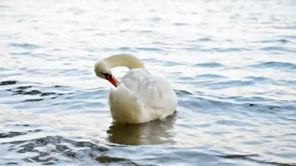 Witte Zwaan Alleen Zwemmen Blauwe Meer — Stockvideo