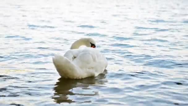 Witte Zwaan Alleen Zwemmen Blauwe Meer — Stockvideo