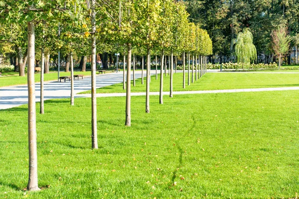 Verde Parque Ensolarado Com Árvores Grama — Fotografia de Stock