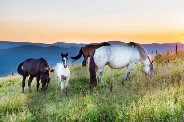 Koně Pasoucí Poli Při Západu Slunce — Stock fotografie