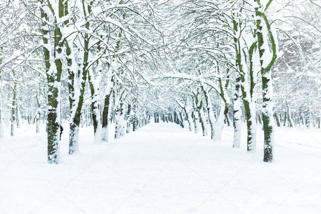 Snow park with white trees on central alley