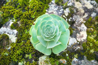 Yeşil rozet sulu Aeonium arboreum endemik bitki Kanarya Adaları. Ağaç aeonium veya olağanüstüsarı veya İrlandalı gül