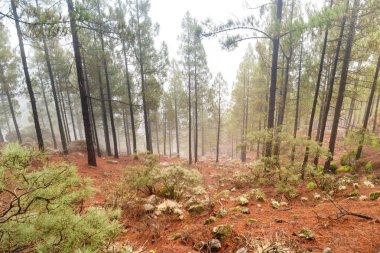 Taşlar ile kırmızı yamaçları, sisli çam ormanı. Kanarya Adası'nın doğal peyzaj