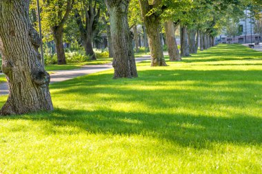 Ağaçları ve otları olan yeşil güneşli bir park
