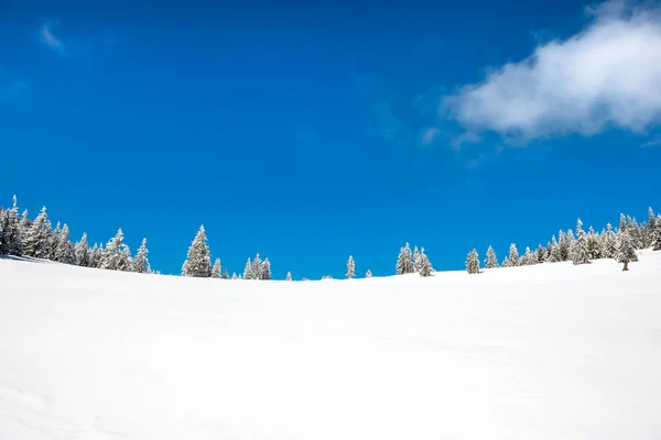 Winter Kiefern Schnee Mit Blauem Himmel — Stockfoto