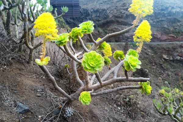 Rosetas Verdes Plantas Endémicas Suculentas Aeonium Arboreum Das Ilhas Canárias — Fotografia de Stock